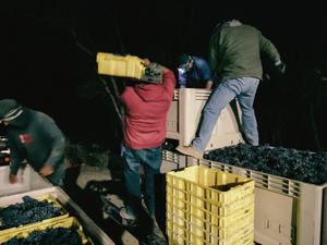 People loading crates of grapes