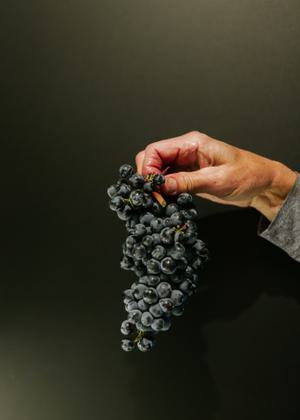 Dark colored grapes held by a hand in the air