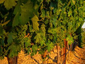 Close up shot of a row of vines with grapes