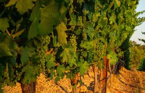 Close up shot of a row of vines with grapes