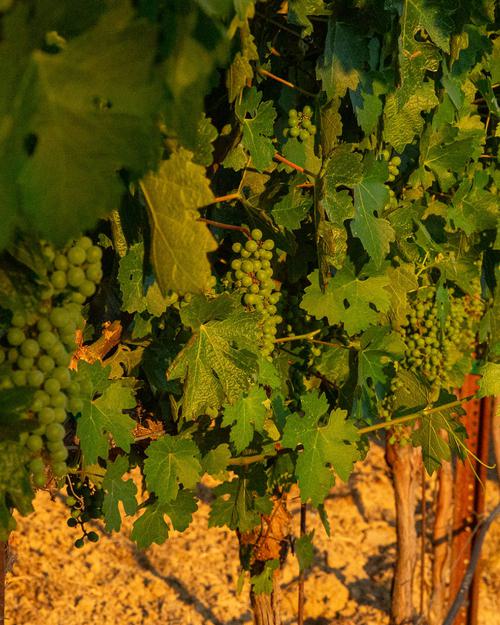 Close up shot of a row of vines with grapes